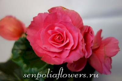 Бегония элатиор Berseba Pink 